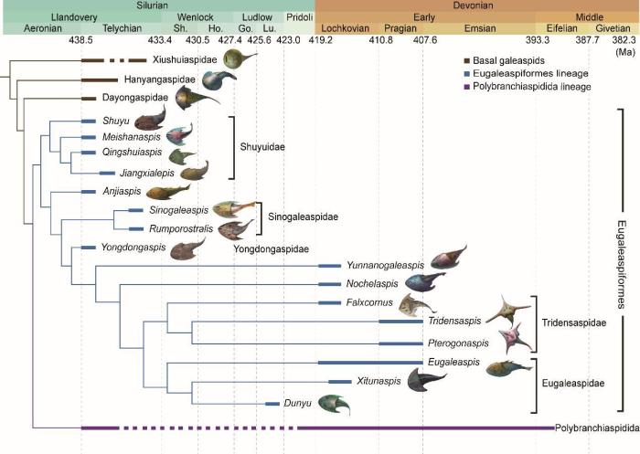 盔甲魚類的系統(tǒng)發(fā)育關系及地史分布?！≈锌圃汗偶棺邓?供圖
