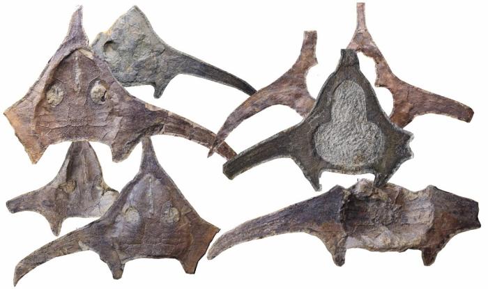 玉海翼角魚化石照片?！∩w志琨 攝