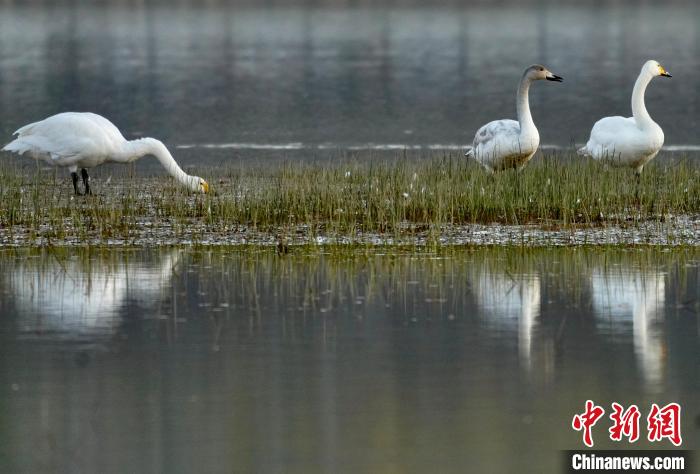 圖為三只大天鵝在黃河灘地嬉戲?！±钣穹?攝