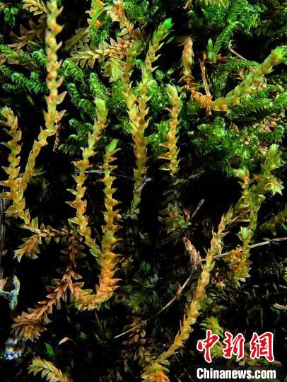 圖為九龍卷柏?！∏嗪Ｉ剿匀毁Y源調(diào)查規(guī)劃設(shè)計研究院供圖