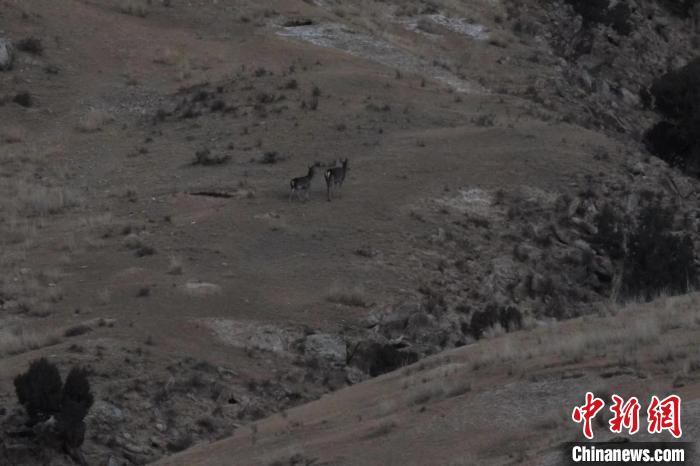 圖為兩只馬鹿在山坡上行走?！〔湃?攝