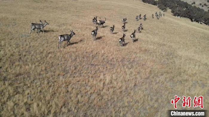 圖為馬鹿群在草地中漫步。　才仁 攝