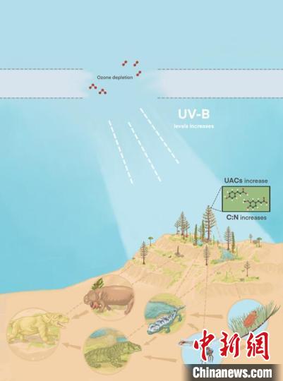 臭氧層破壞引起的紫外線輻射增加對(duì)陸地食物鏈的影響?！∧瞎潘?供圖