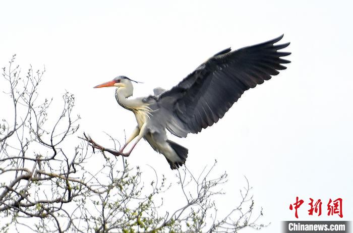 蒼鷺在覓食嬉戲。　安源 攝