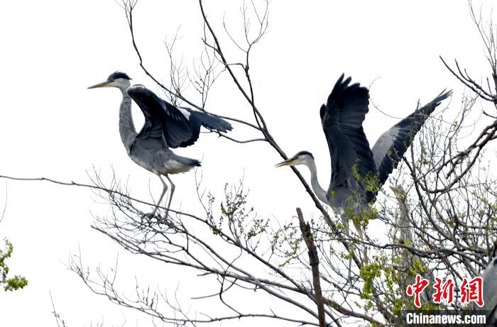 蒼鷺在覓食嬉戲?！“苍?攝