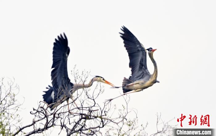 蒼鷺在覓食嬉戲?！“苍?攝
