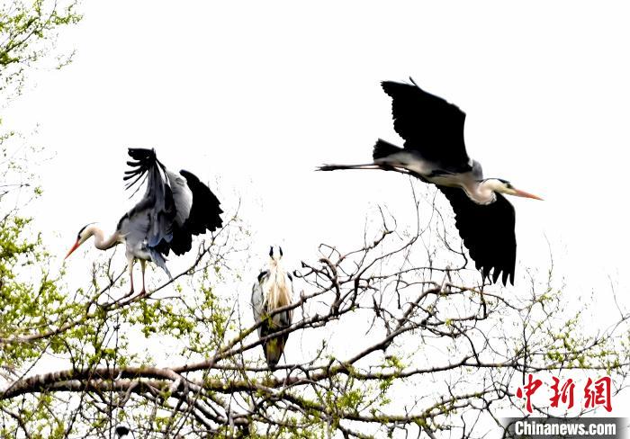 蒼鷺在覓食嬉戲?！“苍?攝