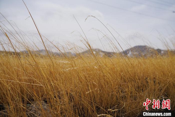圖為青海省海西蒙古族藏族自治州天峻縣木里礦區(qū)草木茂盛。　馬銘言 攝