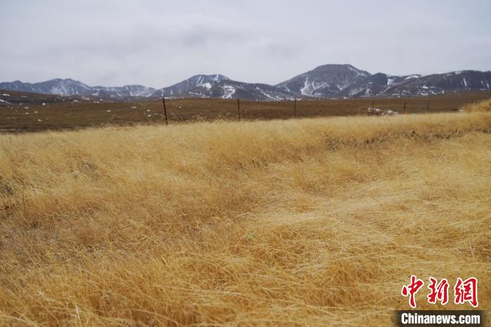 圖為青海省海西蒙古族藏族自治州天峻縣木里礦區(qū)草木茂盛。　馬銘言 攝