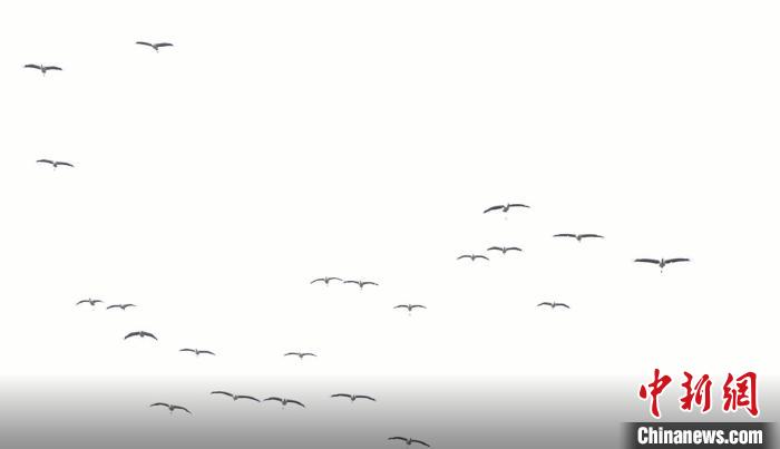 遷徙北歸?！√烊h融媒體中心 供圖