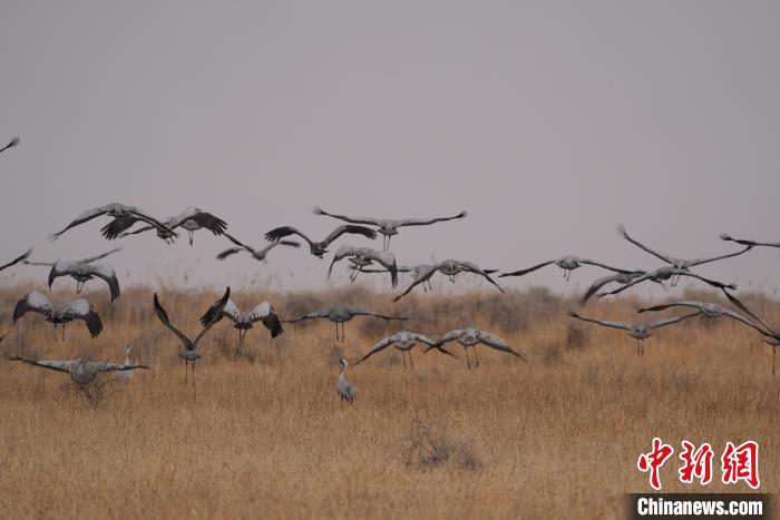 青海都蘭成群灰鶴匯集，場面壯觀