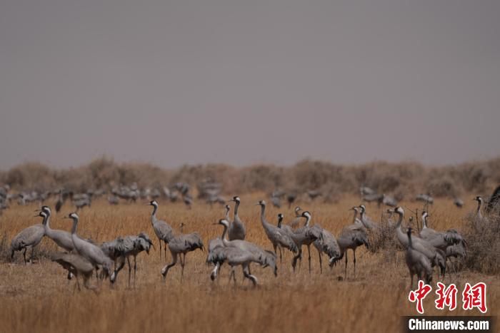 圖為灰鶴?！∠葘m 攝