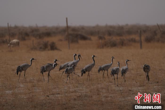 圖為灰鶴。　先宮 攝