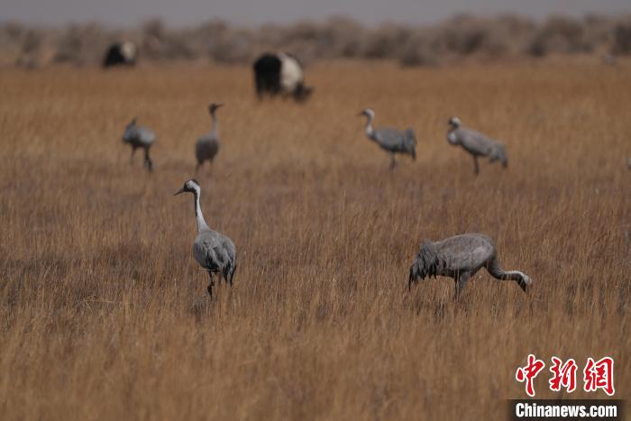 圖為灰鶴?！∠葘m 攝