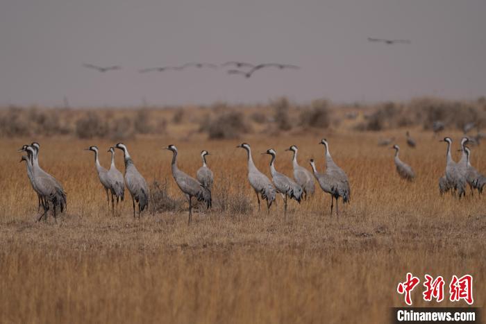 圖為灰鶴?！∠葘m 攝