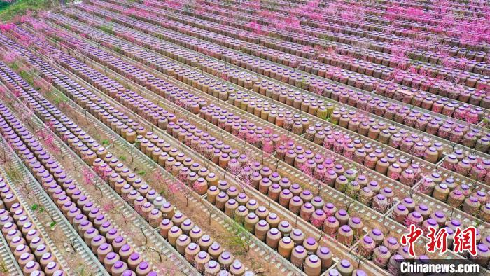 灼灼桃花惹人醉?！㈡?攝