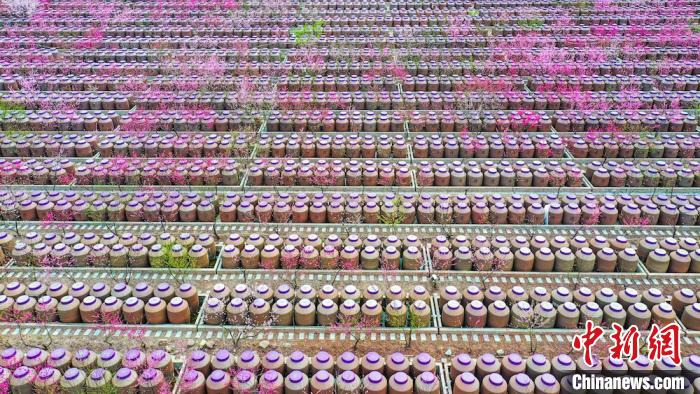 桃花和酒壇相映成趣?！㈡?攝