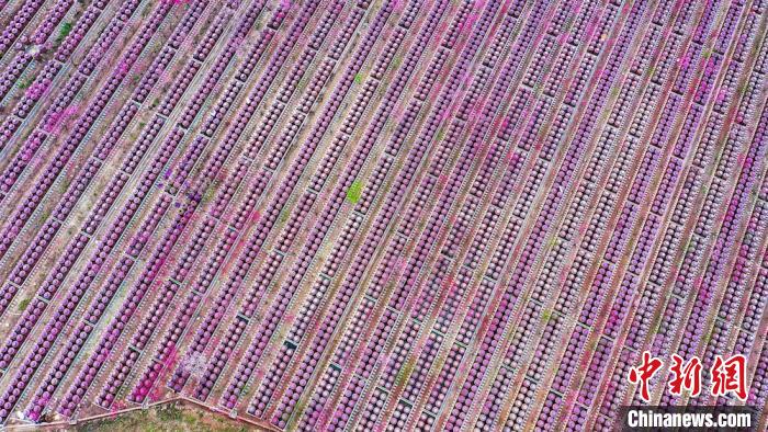 桃花和酒壇相映成趣?！㈡?攝