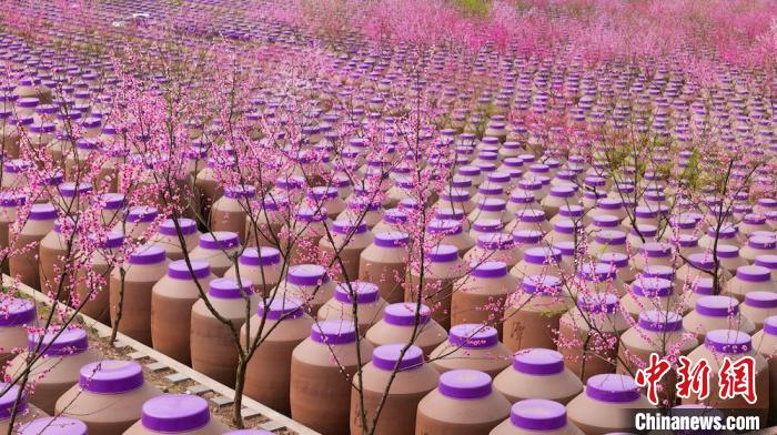 桃花和酒壇相映成趣。　易銘 攝