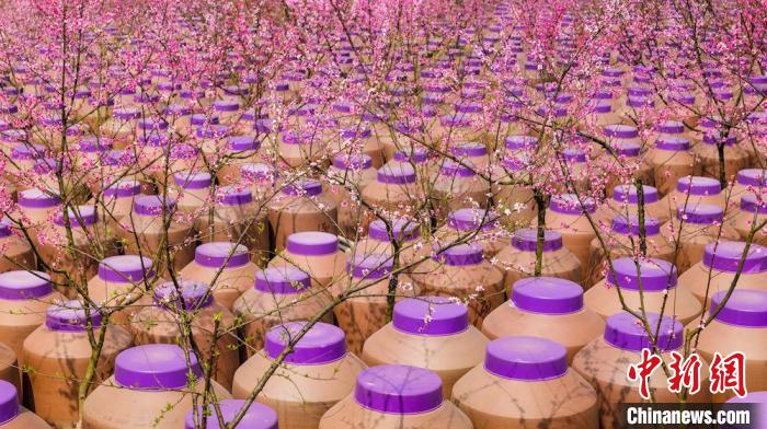 桃花和酒壇相映成趣。　易銘 攝