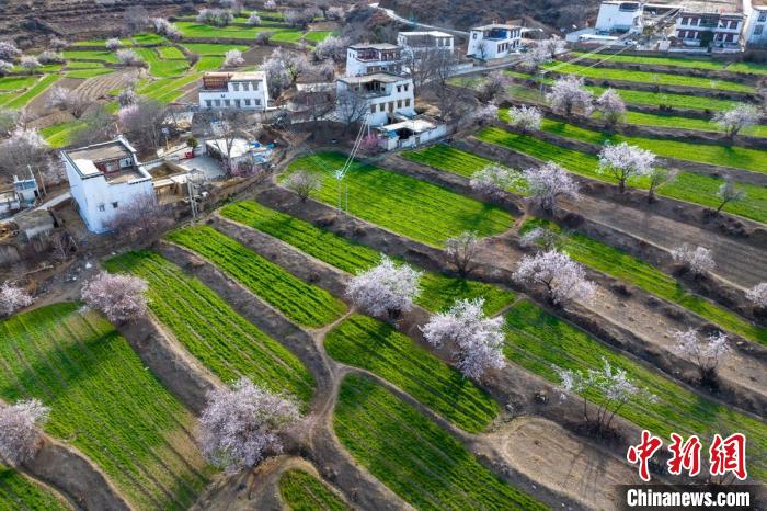 白松鎮(zhèn)層層麥田綠意盎然，與桃林構(gòu)成一幅美麗的鄉(xiāng)村畫(huà)卷?！⒅铱?攝