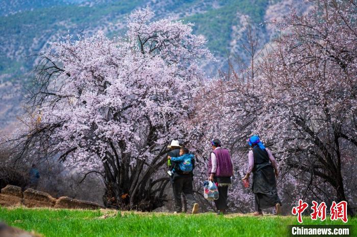 行走在麥田和桃樹(shù)下的白松鎮(zhèn)村民?！⒅铱?攝