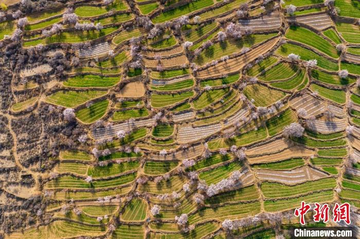 空中俯瞰得榮縣白松鎮(zhèn)的高山麥田和桃林。　劉忠俊 攝
