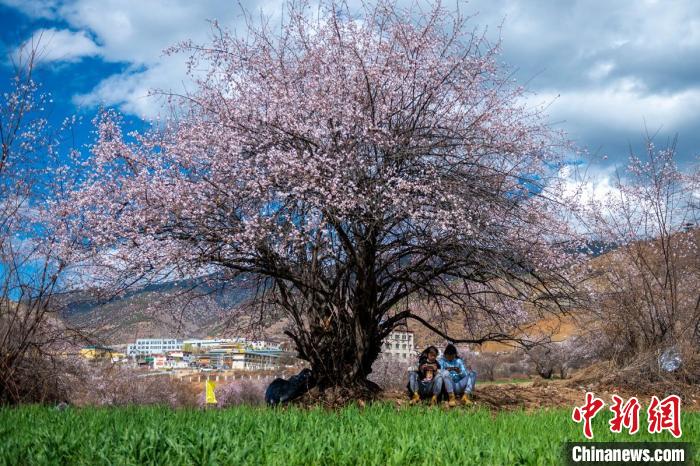 桃花樹(shù)下兩名女孩正在玩手機(jī)。　劉忠俊 攝
