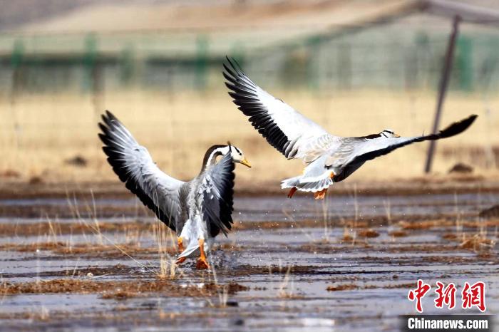圖為斑頭雁嬉戲飛翔?！“?攝