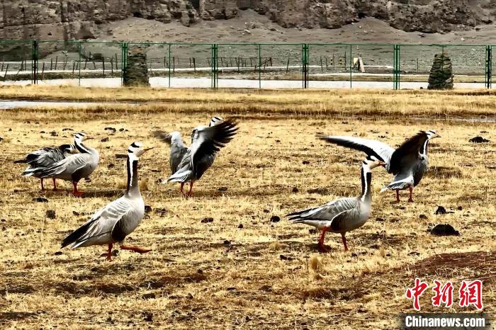 圖為斑頭雁。　包雷 攝