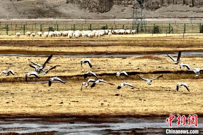 圖為斑頭雁在羊群邊飛翔?！“?攝