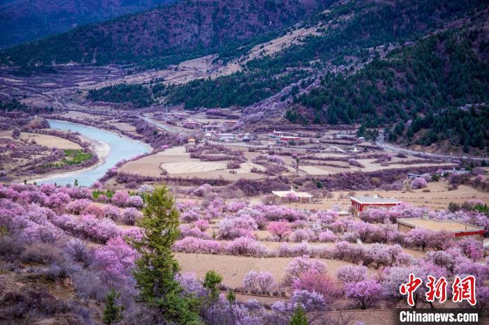 道孚縣麻灣村上千株盛開的杏花將鄉(xiāng)村裝點(diǎn)一新?！『涡秀?攝
