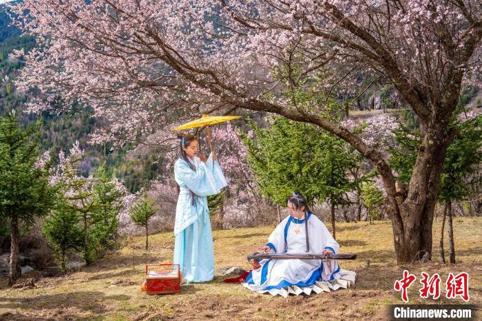 道孚杏花樹下的游客們?！√K銳 攝