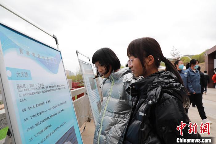 圖為學(xué)生通過展板了解青海常見鳥類?！●R銘言 攝