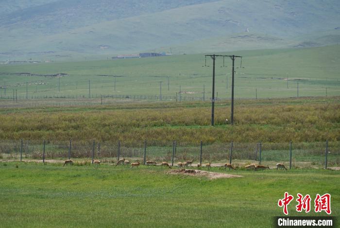 圖為成群普氏原羚在草場上愜意覓食，悠閑自在?！●R銘言 攝