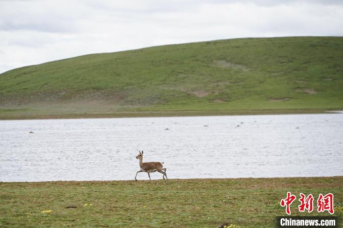 圖為藏原羚在扎陵湖岸畔悠閑漫步?！●R銘言 攝