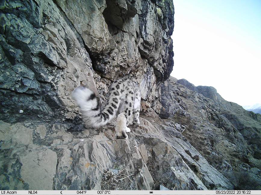雪豹影像。山水自然保護中心供圖