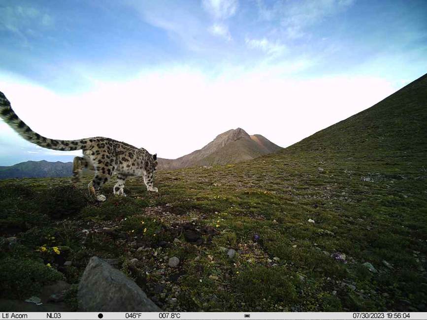 雪豹影像。山水自然保護中心供圖