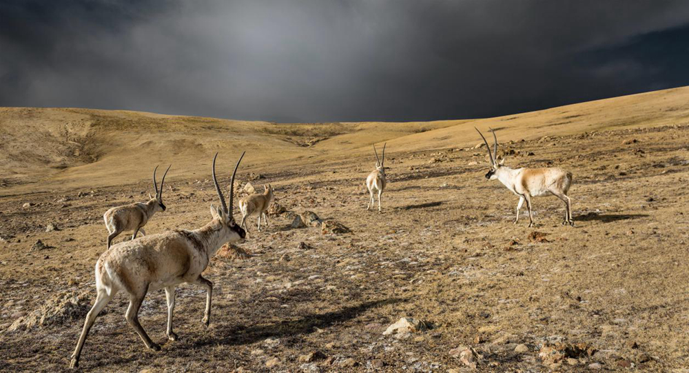 “高原精靈”藏羚羊。尼瑪多吉攝