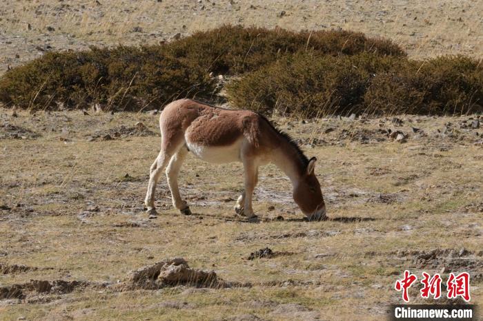 西藏阿里：219國(guó)道旁的藏野驢