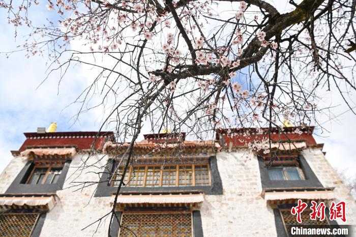 西藏拉薩:繁花漸開春日如畫