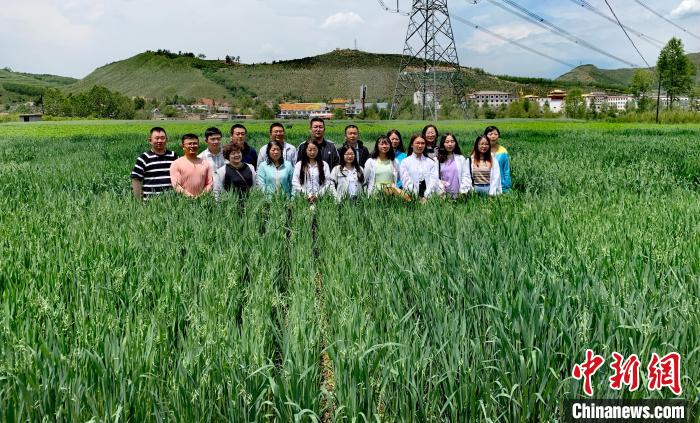 青海：“青燕2號”燕麥、“環(huán)湖”老芒麥等通過國家級審定