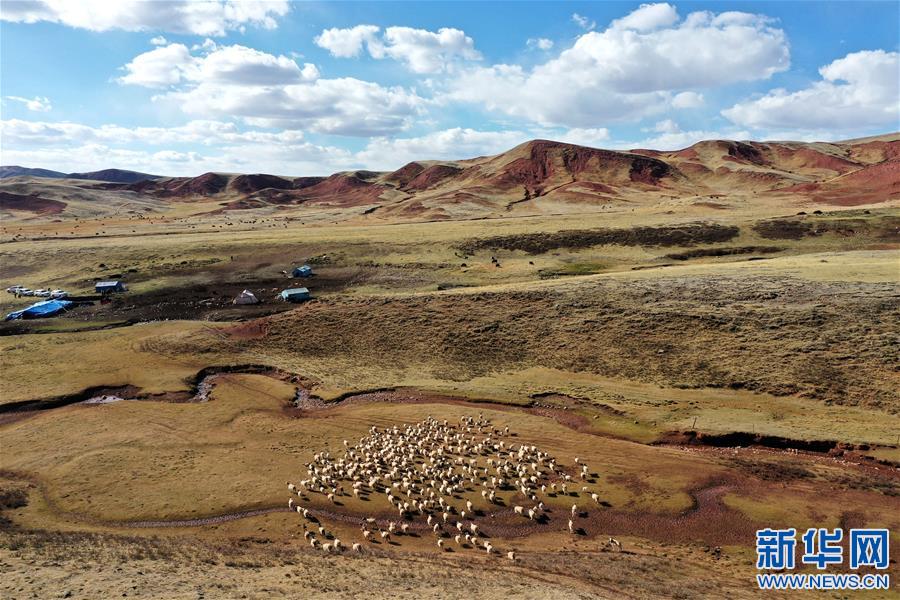 (決戰(zhàn)決勝脫貧攻堅(jiān)·圖文互動(dòng))(3)“阿旺綿羊”成就大產(chǎn)業(yè)——西藏貢覺(jué)縣做大做強(qiáng)扶貧產(chǎn)業(yè)見(jiàn)聞