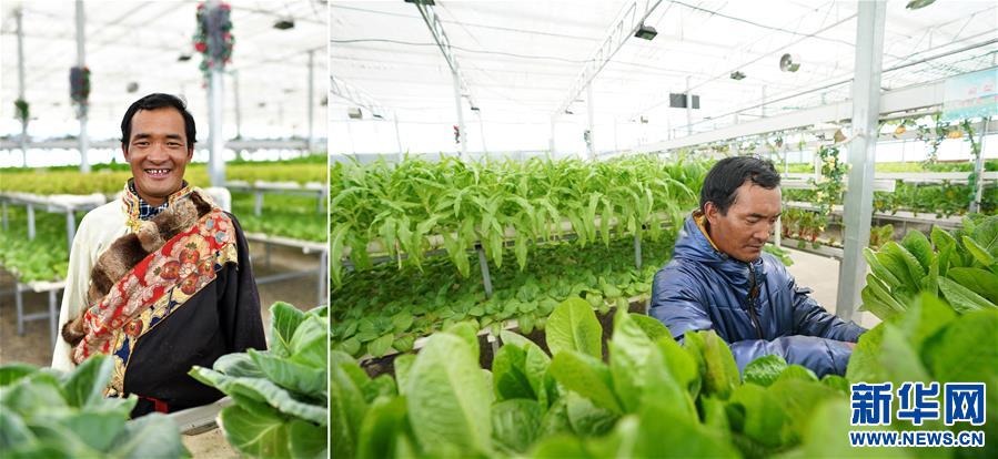 (脫貧攻堅(jiān)·圖片故事)(8)雪域高原脫貧影像志