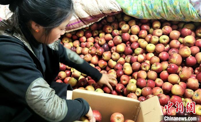 圖為通麥村村民巴桑拉姆精心挑選蘋果進行裝箱。　貢桑拉姆 攝