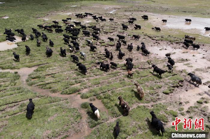 近年來，那曲市班戈縣推行村級牧業(yè)經(jīng)濟合作社，牧民們將牛羊及草場作為股份加入合作社，部分牧民開始從事旅游服務(wù)、服裝加工及運輸?shù)刃袠I(yè)，收入逐年提高。圖為8月3日，班戈縣的牦牛群在一片草原濕地中覓食(資料圖)?！〗w波 攝