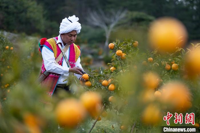 1月29日，京都村村民在柑橘園中采摘柑橘。<a target='_blank' ><p  align=