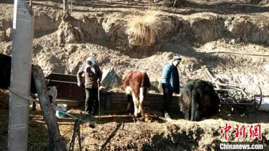 圖為孔繁福夫妻正在收拾牛圈?！±铍h　攝