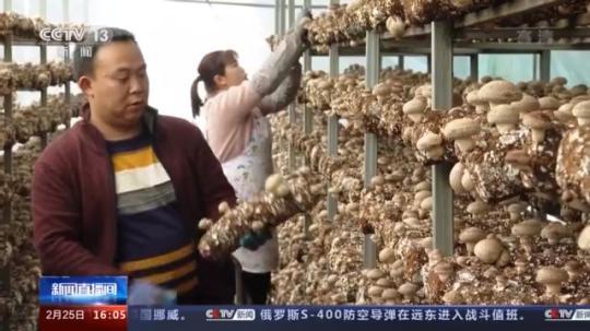 種蘑菇、養(yǎng)駱駝...。。特色產(chǎn)業(yè)助力鄉(xiāng)村振興走新路