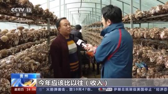 種蘑菇、養(yǎng)駱駝...。。特色產(chǎn)業(yè)助力鄉(xiāng)村振興走新路